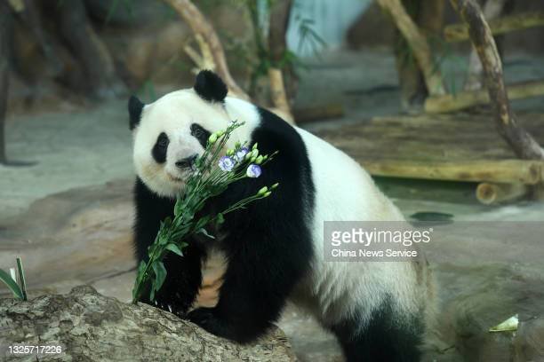 PandaEveryHour tweet picture