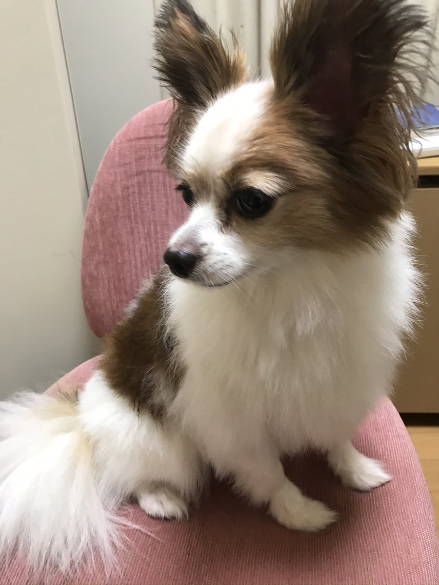 どいて欲しいけど、可愛くてどかせない