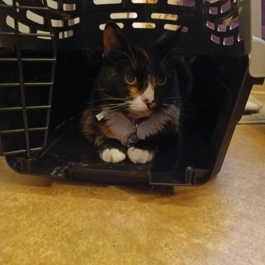 LaughingGirl77's tweet photo. 'Pretty 'Possum! She went absolutely willingly into the carrier the first time, but not the second, when it was time sensitive, LOL. https://t.co/WzqcV4ZaZF https://t.co/H2jtODkwRw
