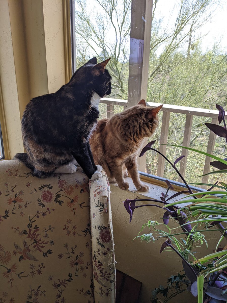 LittleAlexHorn's tweet photo. It's little Alex Horn! Oh hey look! Not all better yet but some breakthrough time with Mama Tortie looking at birbs today 🧡🧡🧡 https://t.co/jUZ8Wtiv9q