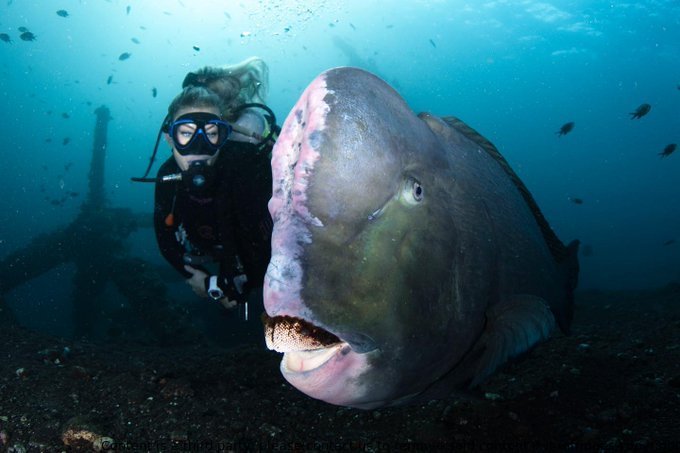 Share your most memorable fish encounter in the comments! Follow @dive_down_under on IG for more underwater adventures. #ScubaDivingMag #PADI #scubalife #oceanlife #underwaterlife #seatheworld 🐠🌊🤿 #Scubadiving