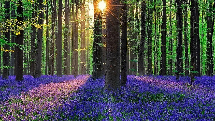 wanderlust_pics's tweet photo. Hallerbos Forest, Belgium 🇧🇪 https://t.co/fnQWngajcw