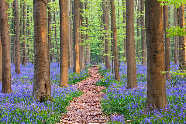 wanderlust_pics's tweet photo. Hallerbos Forest, Belgium 🇧🇪 https://t.co/fnQWngajcw