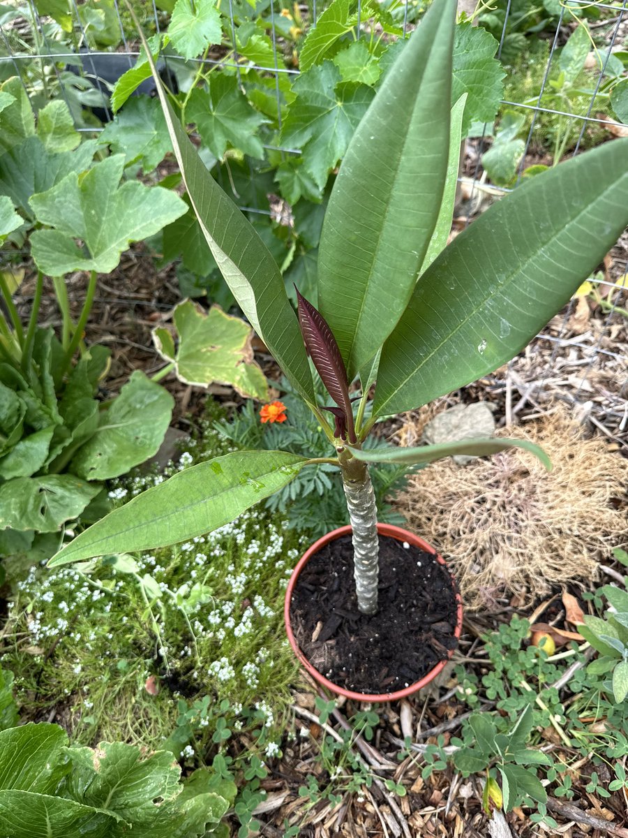 GardnerGoodyear's tweet photo. Today I bought a plumeria :) 
Hopefully I’ve picked out a good spot with afternoon shade for it! 🧛🏻
 lol 
#Arizona #GardeningTwitter #planttwitter #tropicalplants https://t.co/k6Yuc5a57K