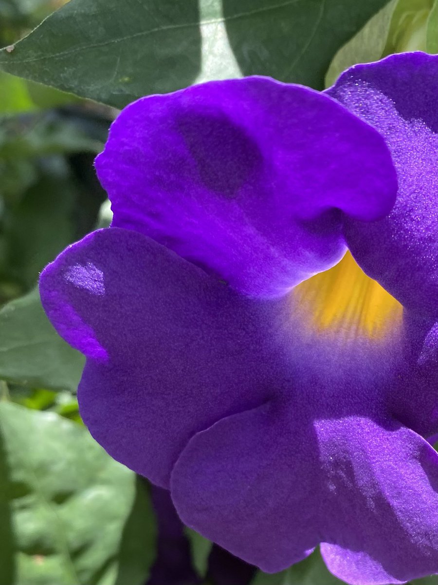 wbareno's tweet image. Todos los #Días de mi #Trabajo son: horriblemente #Bellos! #Flores