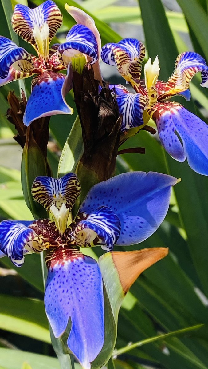 wbareno's tweet image. Todos los #Días de mi #Trabajo son: horriblemente #Bellos! #Flores