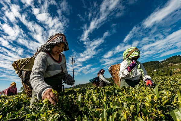 #DYK tea thrives in specific agro-ecological conditions but these areas are highly vulnerable to #climatechange?

Join us today in celebrating #tea, the second most consumed drink in the world!

fao.org/international-…

#TeaDay #ForNature