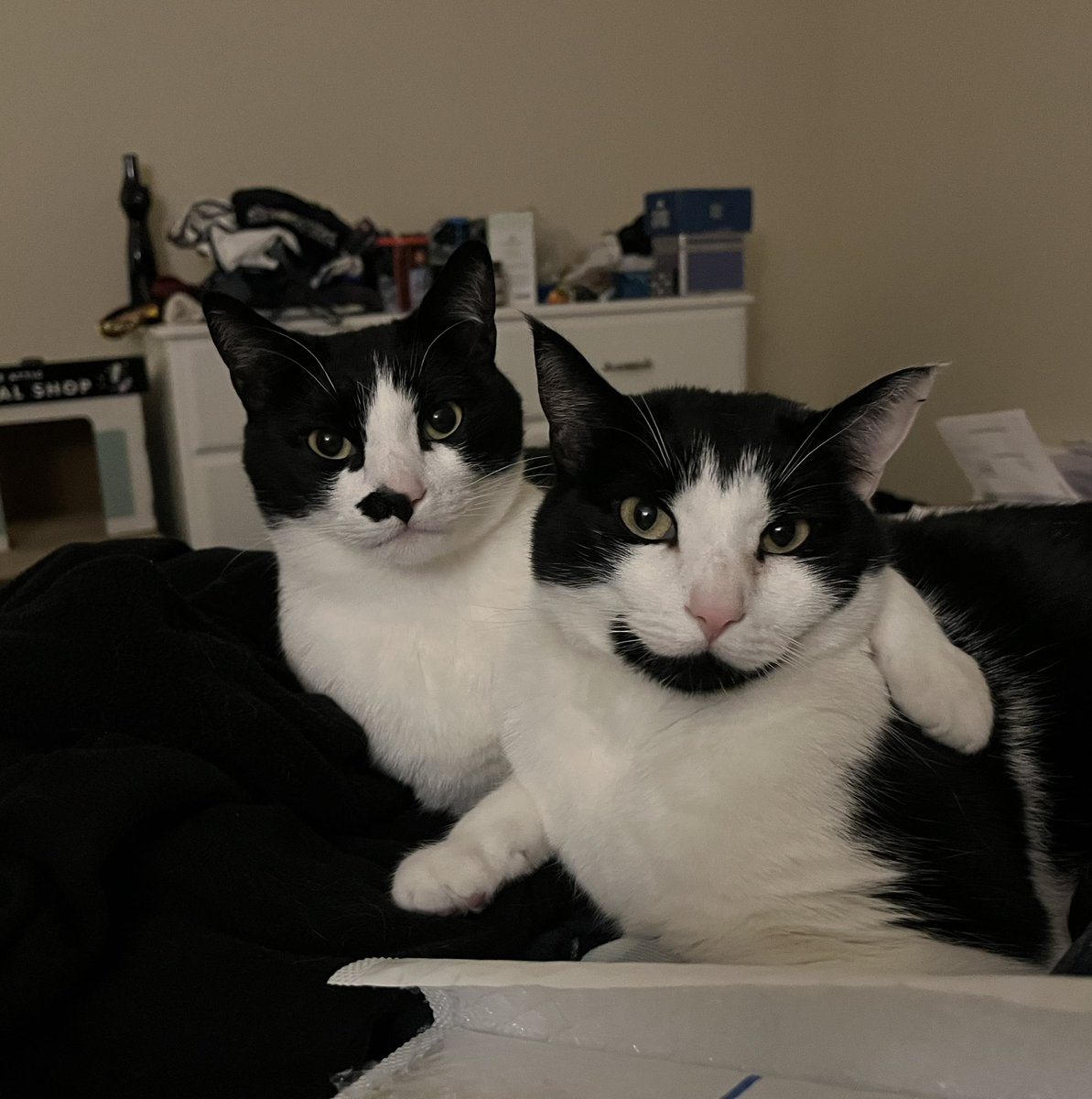 FurbuttsT's tweet photo. It’s been much too long since we posted. We moved in February, to a place that we get more sun puddles to nap in. Mommy even naps in them with us sometimes. We didn’t much like moving. It was scary and took a long time to get here. But we’re settled in now. #newhome #tuxiegang https://t.co/wmMF0FiNK0