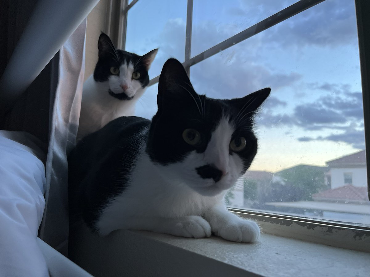 FurbuttsT's tweet photo. It’s been much too long since we posted. We moved in February, to a place that we get more sun puddles to nap in. Mommy even naps in them with us sometimes. We didn’t much like moving. It was scary and took a long time to get here. But we’re settled in now. #newhome #tuxiegang https://t.co/wmMF0FiNK0