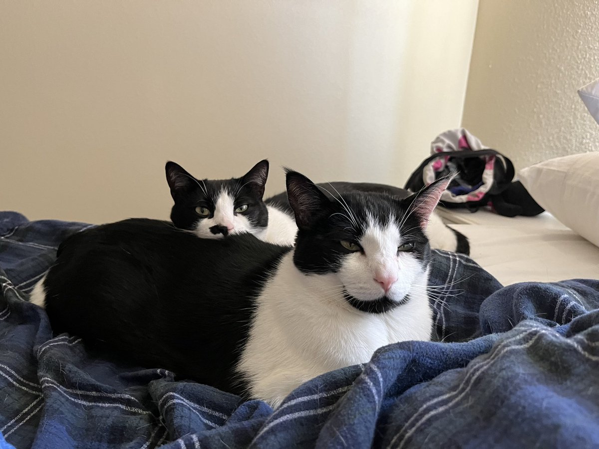 FurbuttsT's tweet photo. It’s been much too long since we posted. We moved in February, to a place that we get more sun puddles to nap in. Mommy even naps in them with us sometimes. We didn’t much like moving. It was scary and took a long time to get here. But we’re settled in now. #newhome #tuxiegang https://t.co/wmMF0FiNK0
