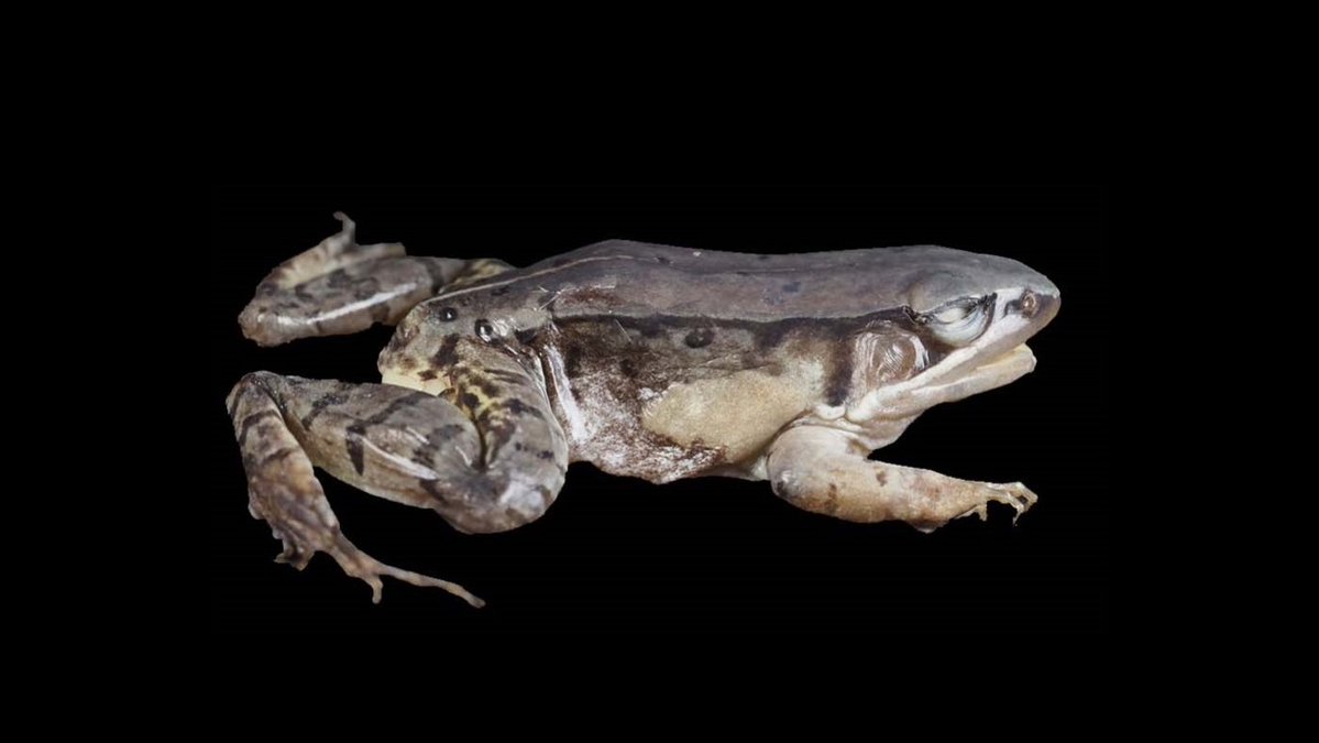 #NewSpecies!
New true frog from China surfaced on #FrogFriday!

Nidirana chongqingensis

Treatment: treatment.plazi.org/id/1EFA6383-F5…
Publication: doi.org/10.3897/BDJ.11…
@BioDataJournal @Herpeto_cosas @TeamHerps @AmphibiaWeb @WeDigBio
#FAIRdata
#nature #biodiversity #conservation #frogs