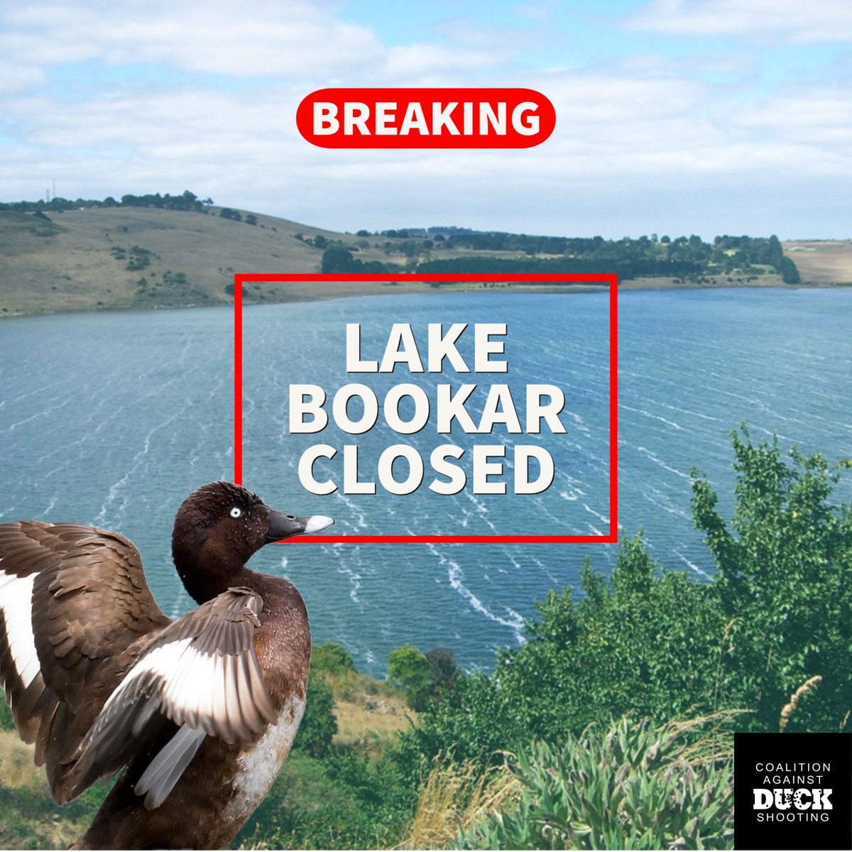 Lake Bookar, north of Camperdown, will be closed to duck shooters from Saturday, 20 May 2023.
This is to protect a significant number of threatened Hardhead ducks in the area.
This closure will protect all native birds at Lake Bookar from duck shooters.
#BanDuckShooting