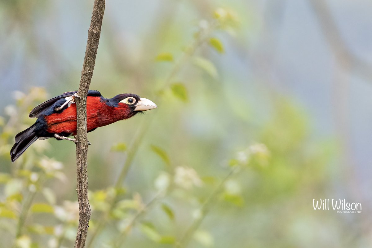 2wsphotography's tweet photo. A well balanced Double-toothed Barbet… Photographed in Kimihurura, @CityofKigali #Rwanda #RwOT #TwitterNatureCommunity #Birdwatching https://t.co/EtMrPDI8vz