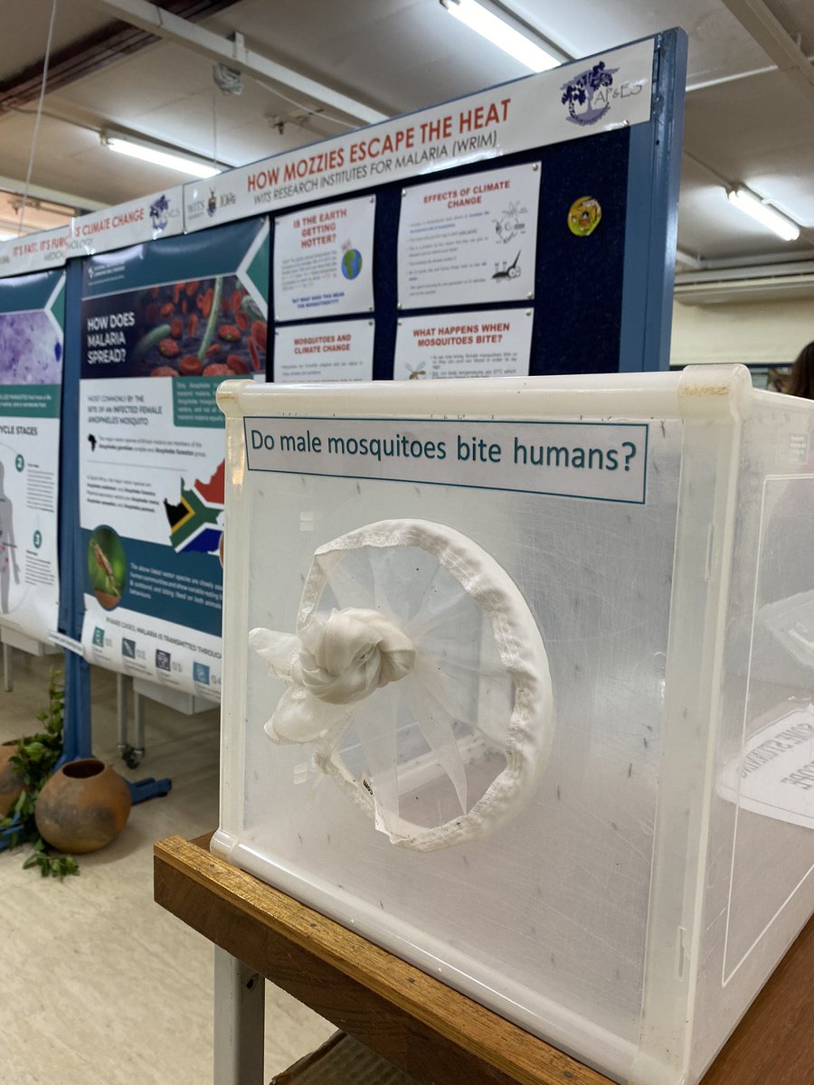Our stand at the #YebogoggaAmablomo expo on this weekend at <a href="/WitsUniversity/">Wits University</a>.

Bring the family and learn more about amazing critters, big and small! 

17 - 21 May 2023
8:30 – 15:00 weekdays, 8:30 – 16:00 weekend days.
Oppenheimer Life Sciences Building, Braam Campus East, Wits