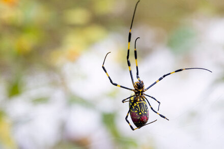 "These Spiders Look Frightening, but They May Be Scaredy-Cats" by BY KATE GOLEMBIEWSKI via NYT ift.tt/Xc9pYWD #science