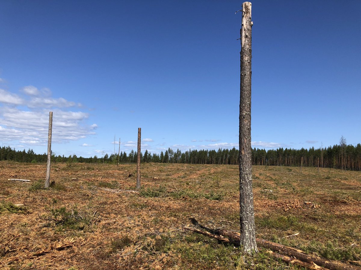 Kyllä näissä Punkaharjun jylhissä männiköissä silmä lepää. On monimuotoisuuten huomiointia, maisemanhoitoa, sekametsää, kaikki kestävyyden elementit. Ja onhan se selvää että hiiltäkin tässä sitoutuu hakkaamattomuuteen verrattuna ihan mahdottomasti paljon enemmän.