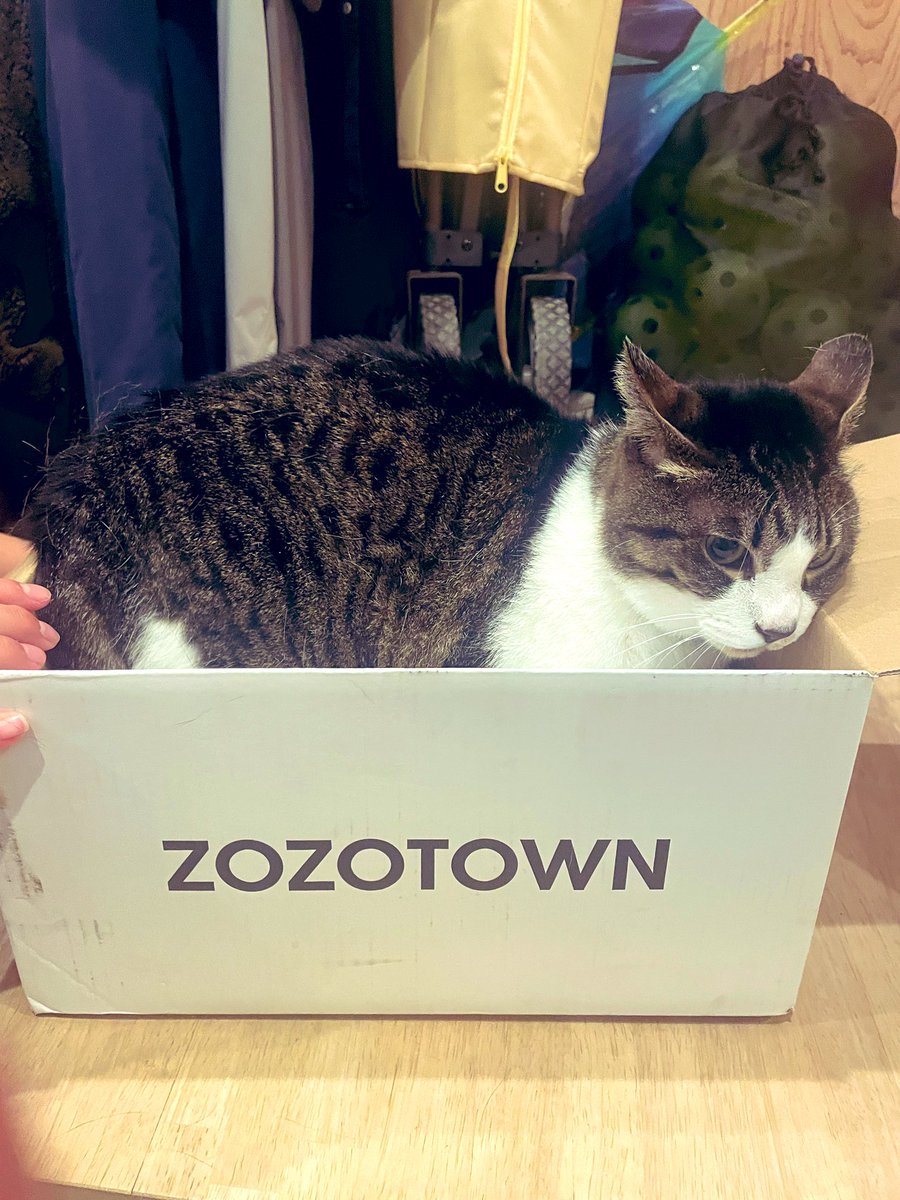 mameronken's tweet photo. 白箱届いた(^ ^)

#ZOZOWEEK箱CP https://t.co/8oVpwSk4AR