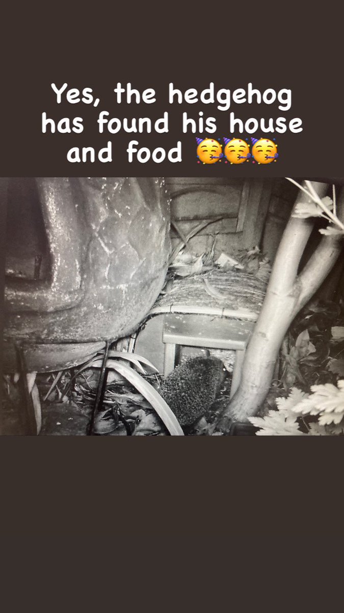 I love wildlife and try my best to make the garden as attractive to as many creatures as possible ☘️🦔. Lovely to see this little guy 🥰🥰. #wildlife #hedgehog <a href="/CheshireWT/">Cheshire Wildlife Trust</a>