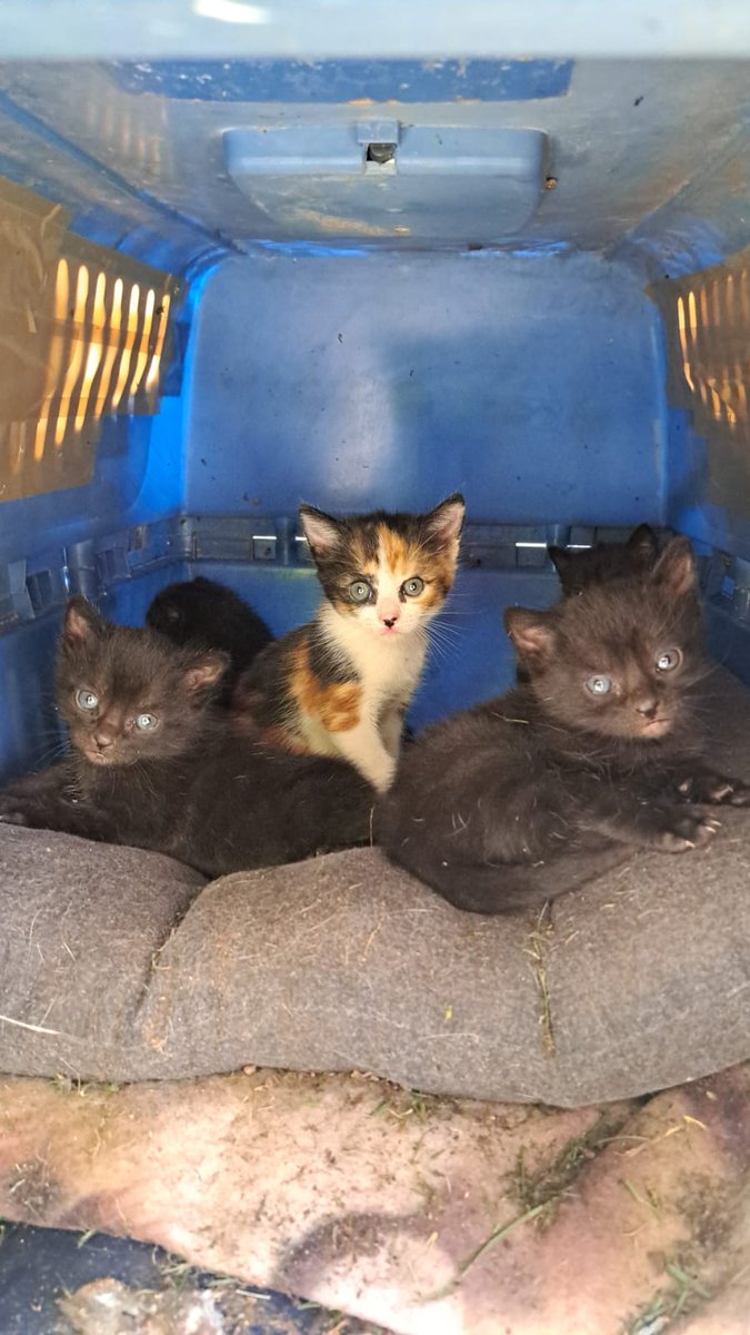 aidacoboskata's tweet photo. Se busca casa de acogida temporal para estos 5 cachorros de Málaga. Tienen 6 semanas de vida extrauterina, sin madre, se alimentan de leche con geringuilla. Lo ideal sería ubicarlos en un trío y una pareja. Luego podrían reubicarse uno a uno en hogares definitivos.
619 55 57 71 https://t.co/5SF84aAPkb