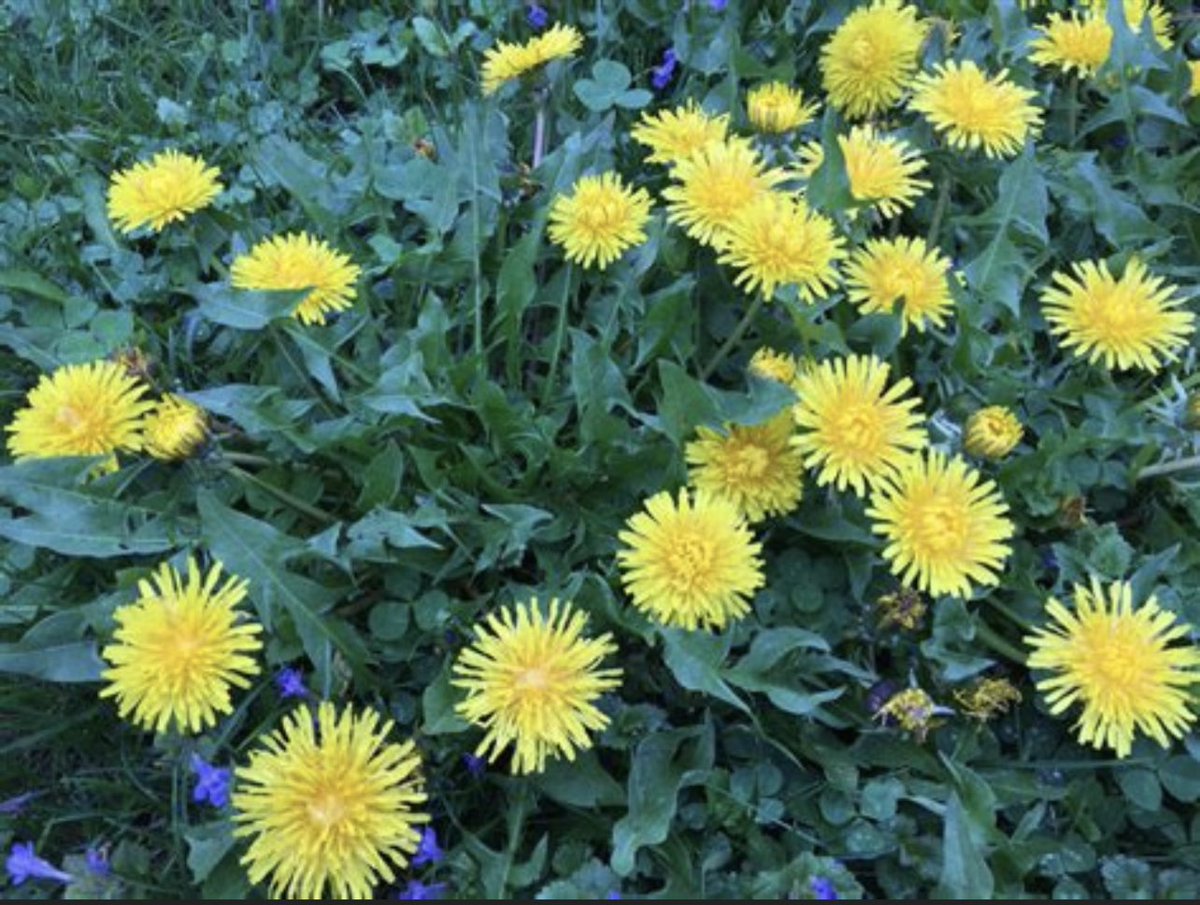 Dandelions; not weeds but wonderful medicine. Potent Antioxidants, highly nutritious, may lower blood pressure, may help lower blood sugar, may help fight cancer, and many other wonderful properties. Wash! I eat the leaves and flowers in a potato salad.  Roots are also edible.