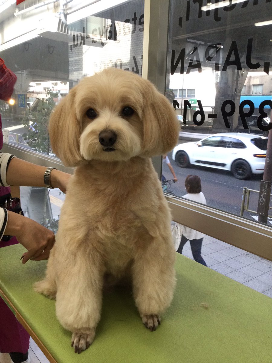 本日もありがとうございました！
皆ワンさまとても頑張ってくれました！

#池尻大橋 #トリミング #ケンネルスクール #トリマーの卵 #モデル犬募集 #中型犬 #小型犬