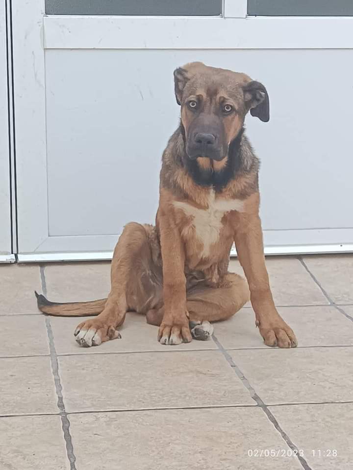 ¿Quieres conocerle? Contactanos.
Nombre : Rocco
Raza : mestizo mastín y pastor aleman
Tamaño: Grande
Edad : 6 meses
Sexo :Macho
Se entrega con contrato de adopción esterilizado, desparasitado vacunado y con chip. 
+Inf WhatsApp al :651428414 #AdoptaNoCompres
