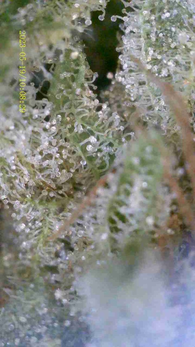 Rollajoint29's tweet photo. ⭐️Godfather OG
(Indoor) กลิ่นโคตรลั่น โคตรตึง ราคาดีๆ
Best of 2019
#กัญชาอัดแท่ง #กัญชา #กัญชาออแกนิค #กัญชาพัทยา #กัญชาภูเก็ต #กัญชาเชียงใหม่ #กัญชากรุงเทพ #กัญชาจันทบุรี #ขายกัญชา #กัญชาโคราช #บ้องแก้ว #กัญชาเชียงราย #กัญชาขอนแก่น #เห็ดเมา
#Godfatherog https://t.co/kp0UbH3cFz