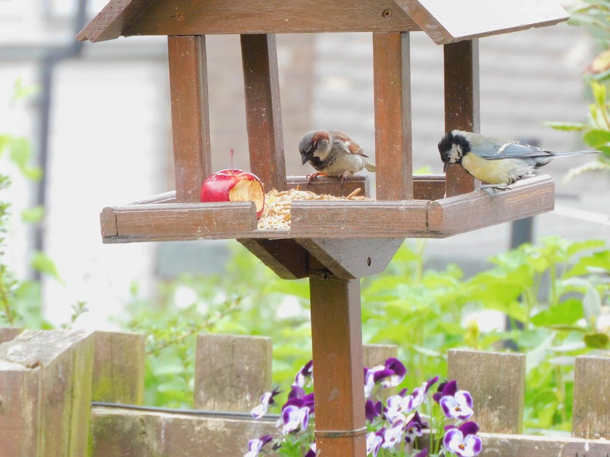 <a href="/nationaltrust/">National Trust</a> <a href="/CJWildlife/">CJ Wildlife Bird Foods</a> More birds from urban Leeds, my council estate garden this time. House sparrow and great tit. I also get goldfinches, coal tits, collared doves, bluetits, robins, blackbirds, wood pigeons, magpies, starlings, jackdaws...oh and a hedgehog every night!