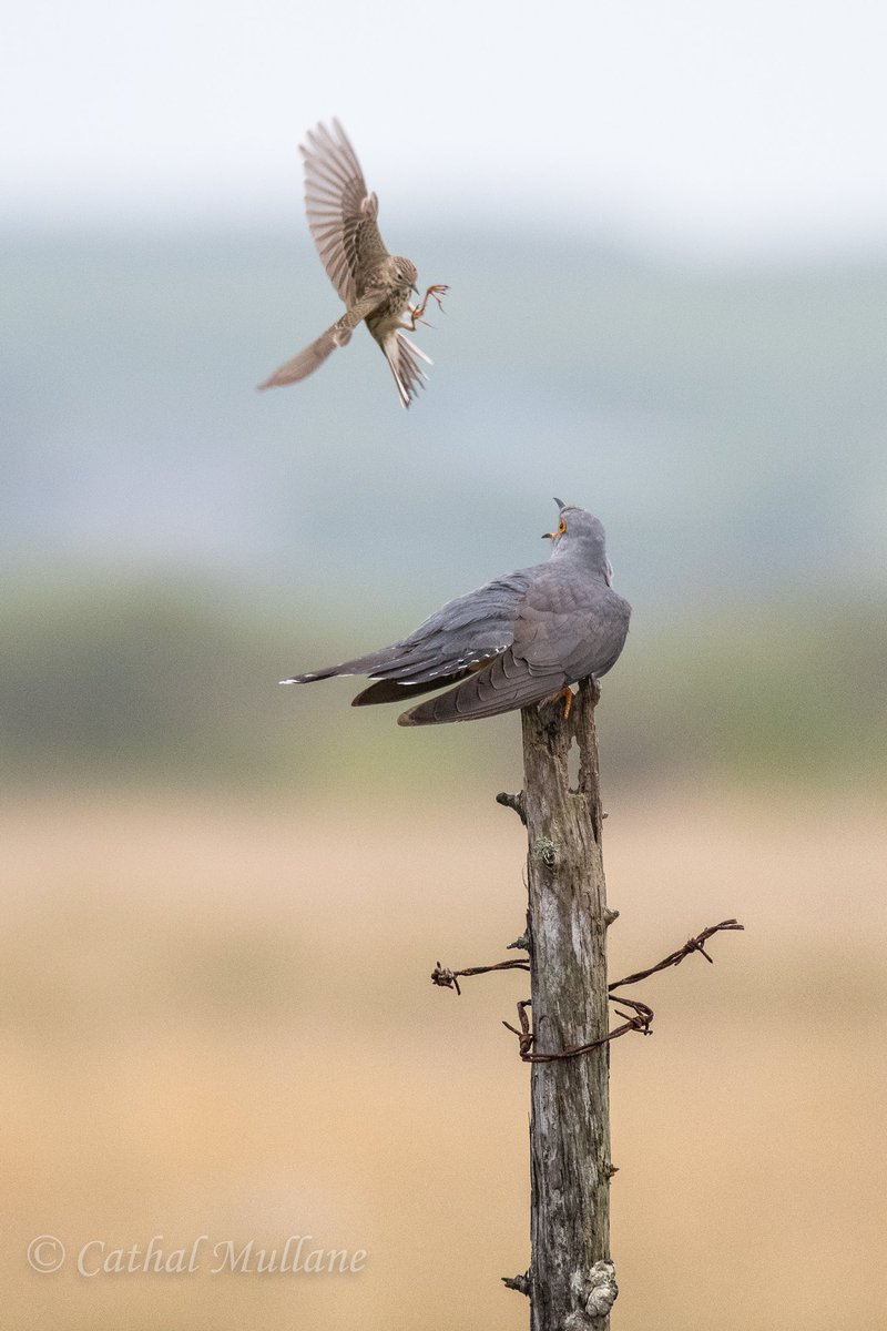 Battle!   A meadow pipit defending its patch of bog from an intruding cuckoo.  Doonbeg, Co. Clare @BirdWatchIE @RewildingIre @IRSBG1 @Irishwildlife