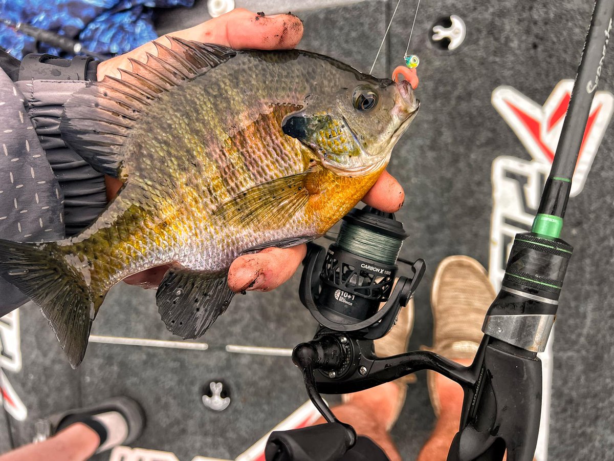 That Carbon X 1000 is light as a feather and is perfect for chasing these feisty fish!
.
.
.
#truwildlife #Tidewe #piscifun #piscifunreels #piscifunfishing #fishinggear #whatgetsyououtdoors #enjoyfishing #fishingislife #fishingislife