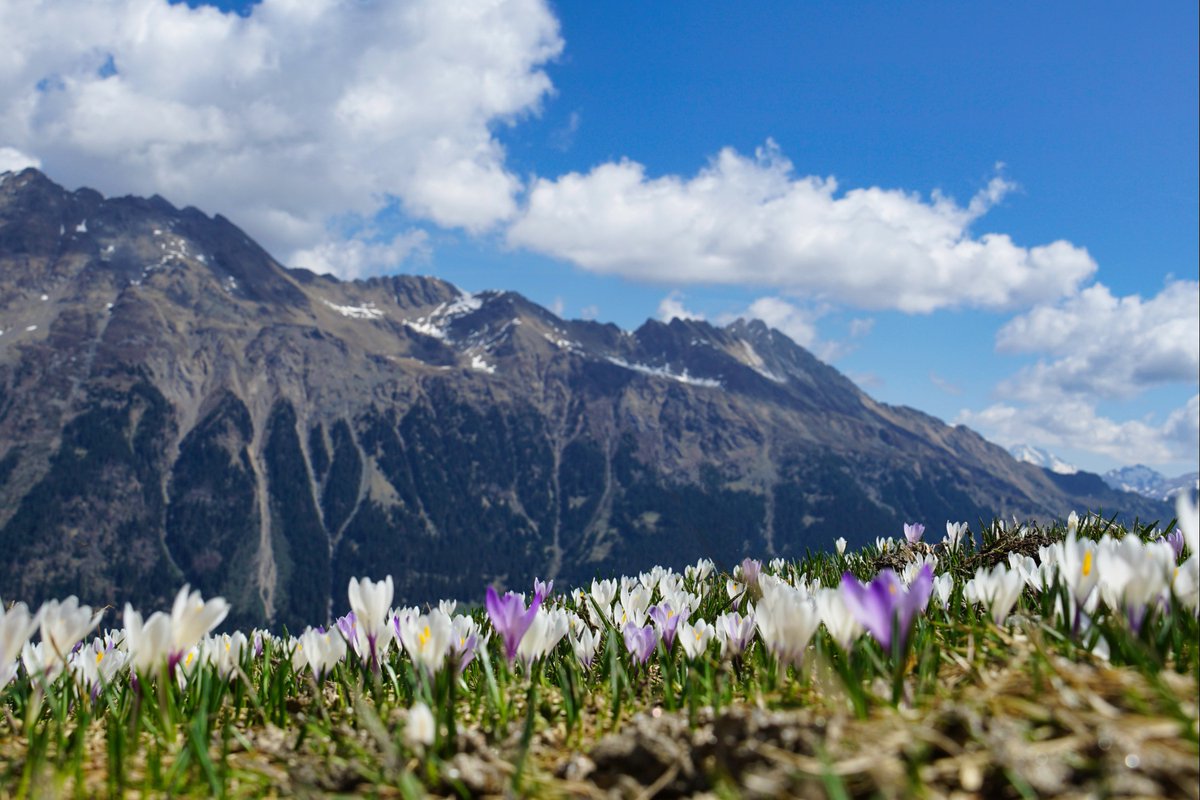 🌷☀ The rays of the sun warming our faces, the majestic peaks embracing us, the energy of nature awakening. With our live pictures, you can experience South Tyrolean spring at home. link.suedtirol.info/spring_in_sout… #southtyrol #suedtirol #altoadige