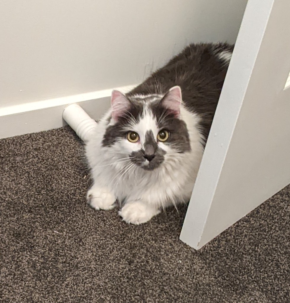 beanieslounge's tweet photo. #playtime ❤️❤️❤️ #CatsOfTwitter #Caturday #catdad https://t.co/wzhxCXuBfj