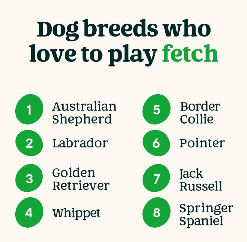 KilnerWayRetail's tweet photo. Tell us below if your pup's one of them 🎾👇

#petsathome https://t.co/ao7vtuH5DX