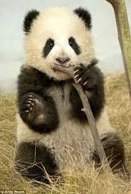 PandaEveryHour tweet picture