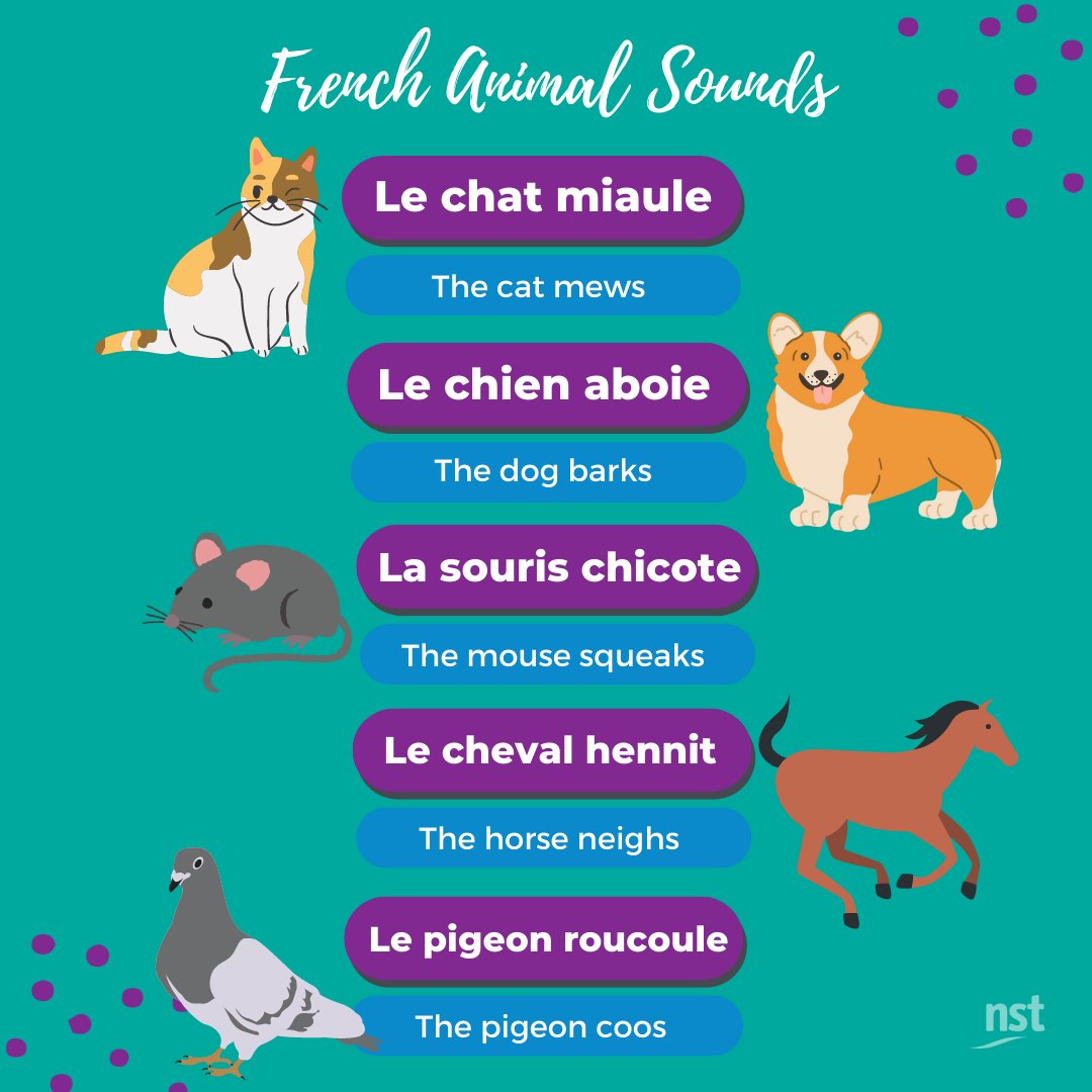 #Justforfun here are some French animal sounds to share with your #languages class from @babbel You'd be barking mad to miss it! 🐕
ow.ly/eu0350Olexq
#mfltwitterati #languagelearning