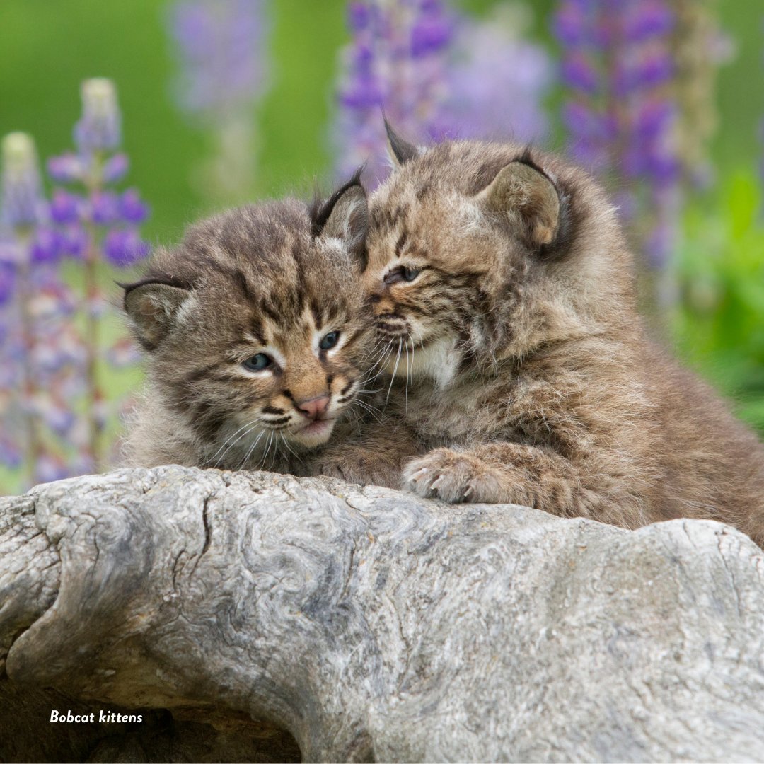 TexanbyNature's tweet photo. We’re not kitten around: three species of wild cats call Texas home! #ConservationPartner @texasnativecats’ mission is to bring awareness to the big cats of Texas and the habitat fragmentation and destruction that is stressing existing wild cat populations. https://t.co/o4W6W7K4wE