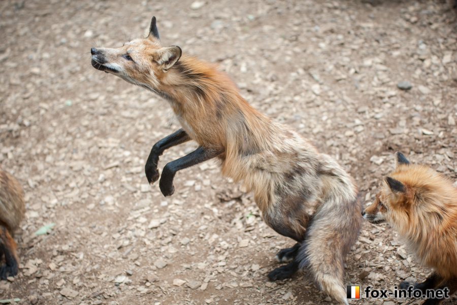 fox_info_net's tweet photo. のび～～るわよ🦊
 #蔵王キツネ村 https://t.co/i7qC7QVv0X https://t.co/g3I4kYBKzU