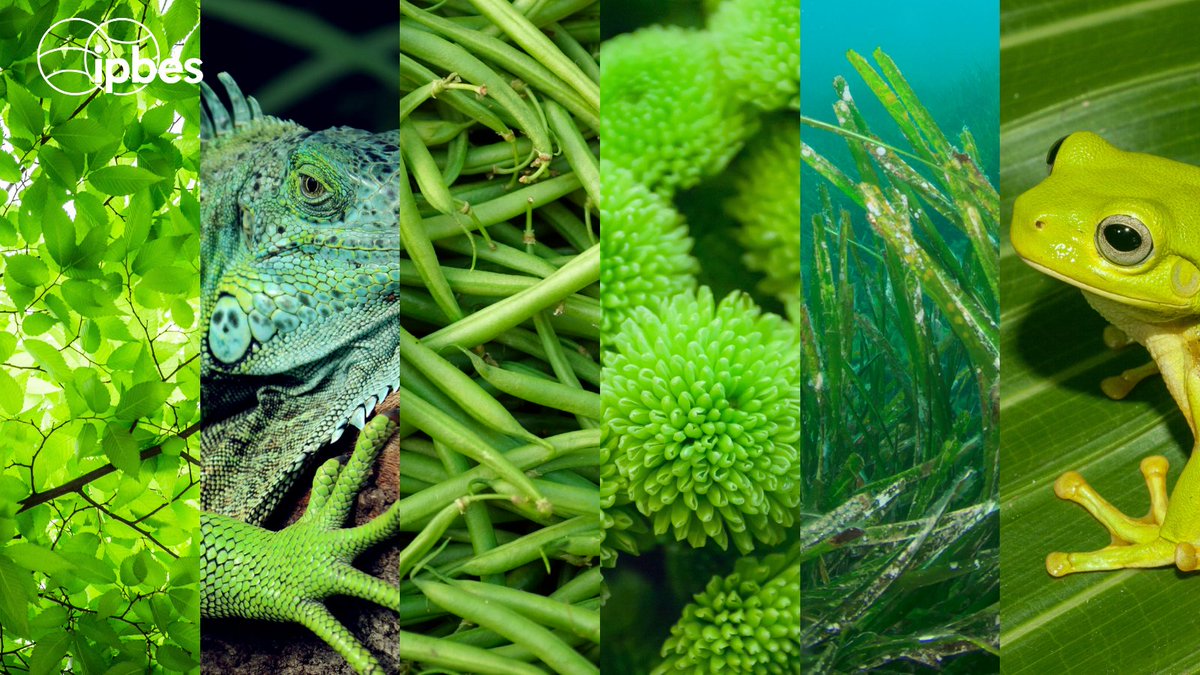 🌲🐢🌿🥦

La biodiversidad se refleja en muchos colores.

El verde es el más comúnmente vinculado a la naturaleza... ¡pero tiene tantos matices!🟢

El pasado #DíaDeLaBiodiversidad nos recordó la necesidad de conservar y proteger los espacios verdes que sustentan la biodiversidad.