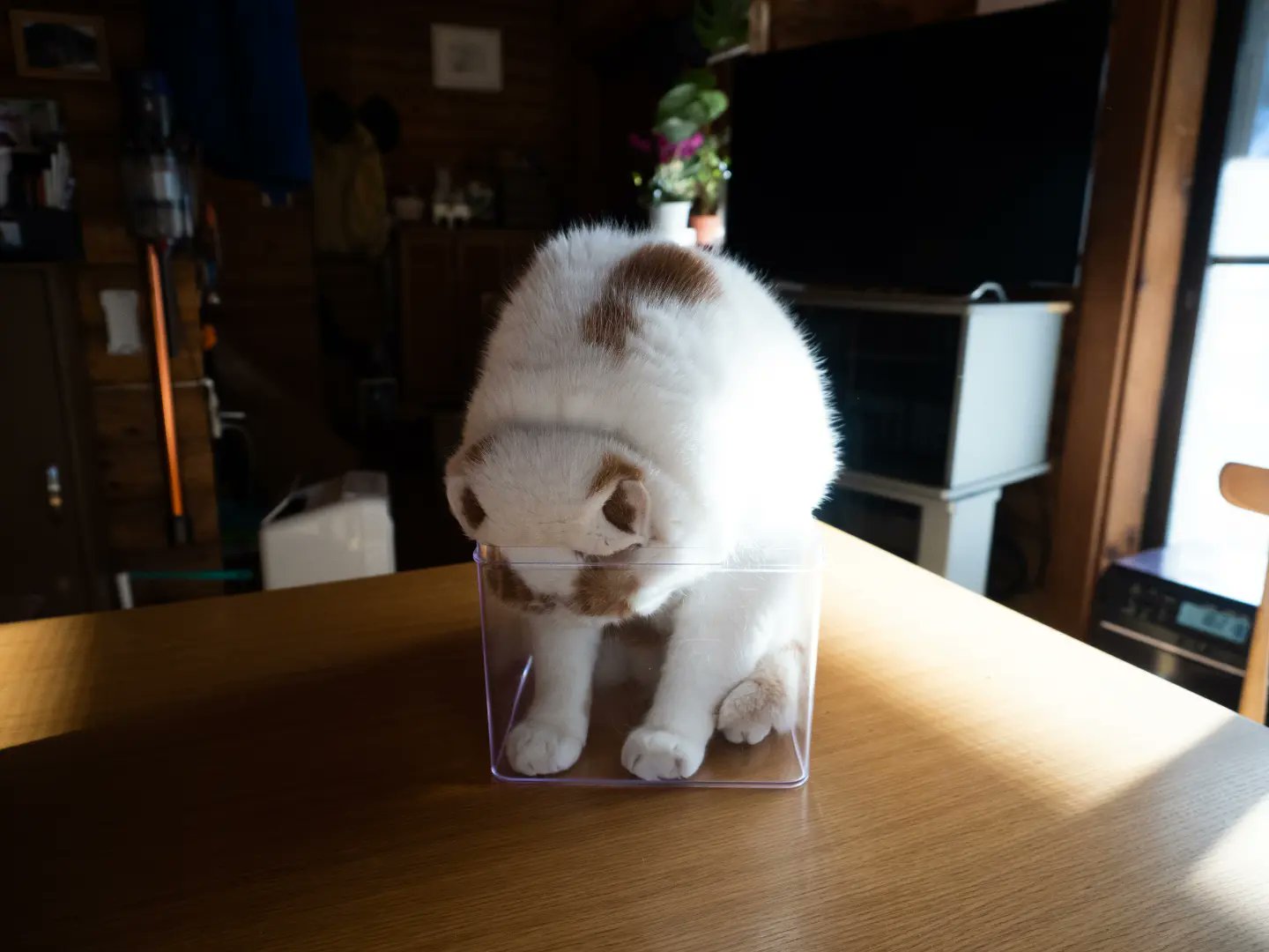 猫先輩二枚ブラックと白 81HgKFMSVwL.jpg_BO30,255,255,