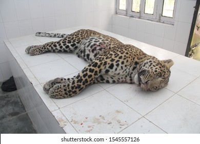 Yo, <a href="/AFCLeopards/">AFC Leopards SC</a>, tumefika Nairobi &amp; guess our meal for tomorrow supper? 🤣

Also, our friends from <a href="/OfficialGMFC/">GOR MAHIA FC</a> have promised to join our fans in cheering the Boys.