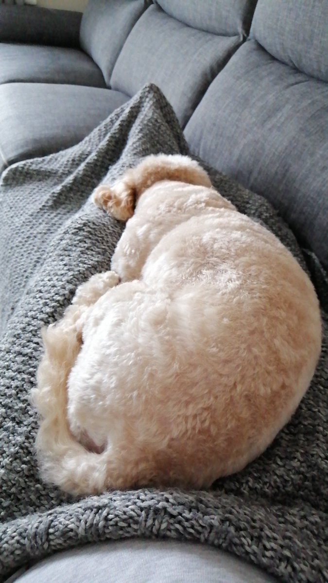 MrLemurs's tweet image. I've got a day off work and the weather is crap. So I'm cuddling with my baby. And I'm thinking about doing a #FS19 stream.