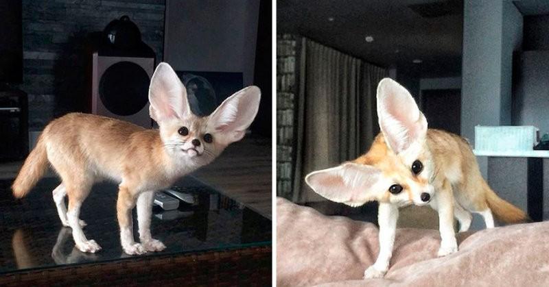 Лисёнок-фенек по имени Кузьма покорил интернет!.