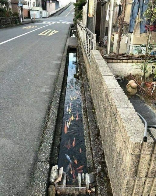 pierpi13's tweet photo. I canali di drenaggio in Giappone sono così puliti che ci sono anche pesci che vi nuotano dentro. https://t.co/SRSwwNqtzW
