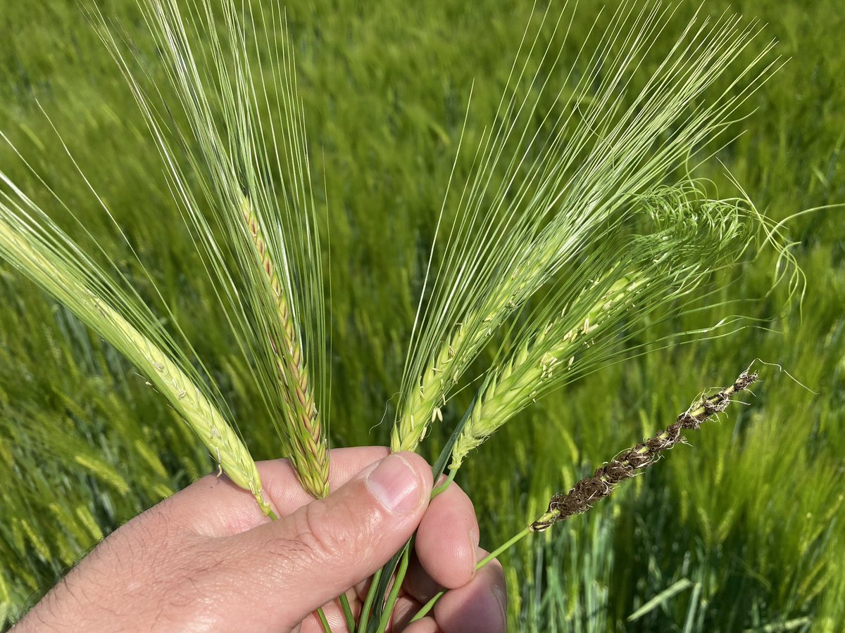 Emmanuel BONNIN tweet media