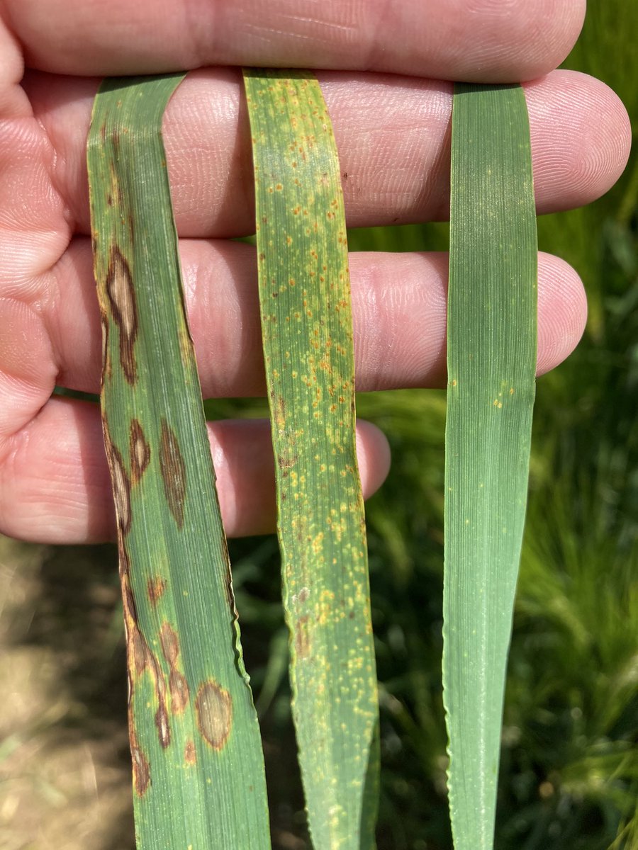 Emmanuel BONNIN tweet media