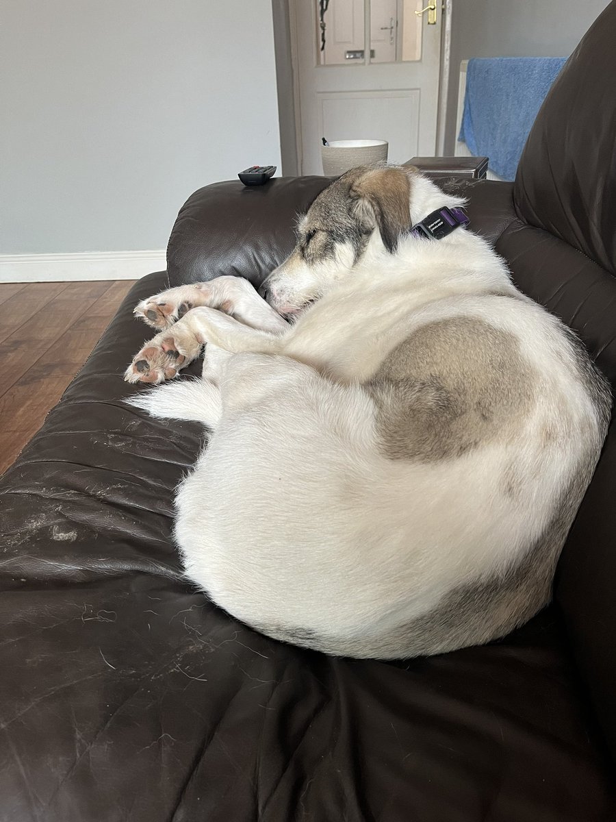 PoppyFrancis13's tweet photo. Weather is starting to pick up 💜 #dogsoftwitter https://t.co/gzxzqp5sId