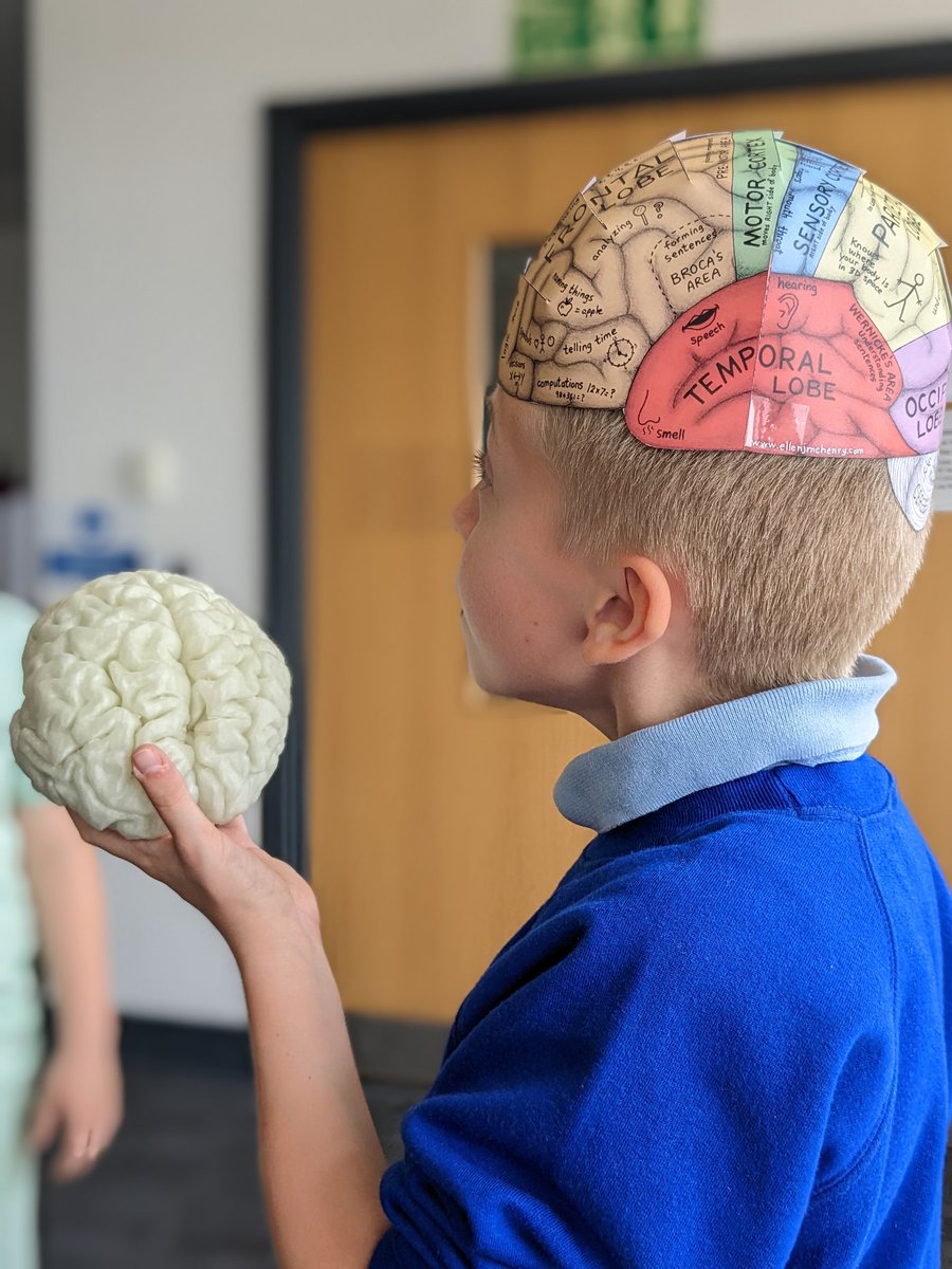 CdfCuric's tweet photo. Pupils from @SchoolTrelai enjoying a morning of immersive learning about the brain with @CUBRICcardiff #CardiffP2TC https://t.co/KeGHrXD6fN
