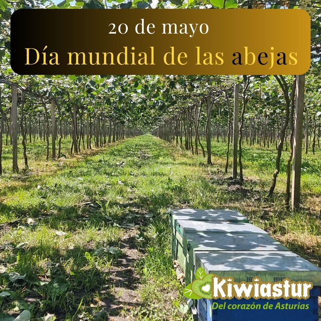 kiwiastur's tweet photo. En el Día Mundial de las Abejas 🐝🐝 celebramos la enorme importancia de estos pequeños polinizadores. 

En las imágenes las podéis ver "trabajando" en nuestras fincas de kiwis en Peñaullán (Pravia) 😃.

#DíaMundialDeLasAbejas #kiwi #kiwiasturiano #Asturias #Pravia #Peñaullán https://t.co/RG1Q3PUUfz