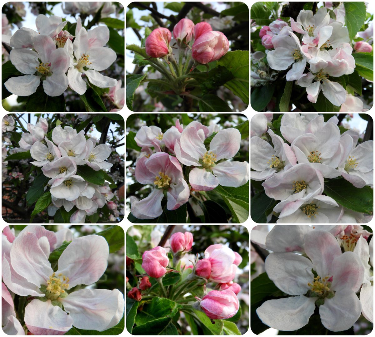 #Blossom #flowersonfriday #spring #springblossom 
#GardeningTwitter