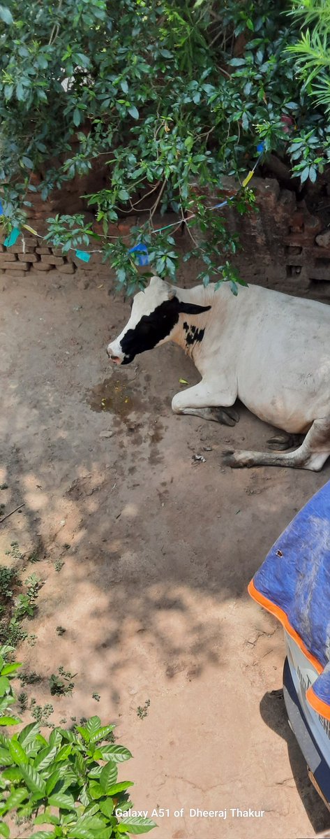 DheerajThakur98's tweet photo. Yeh dekho Mera Cow 🐄 #cowphotography 😍 https://t.co/BbMngbd8Nf